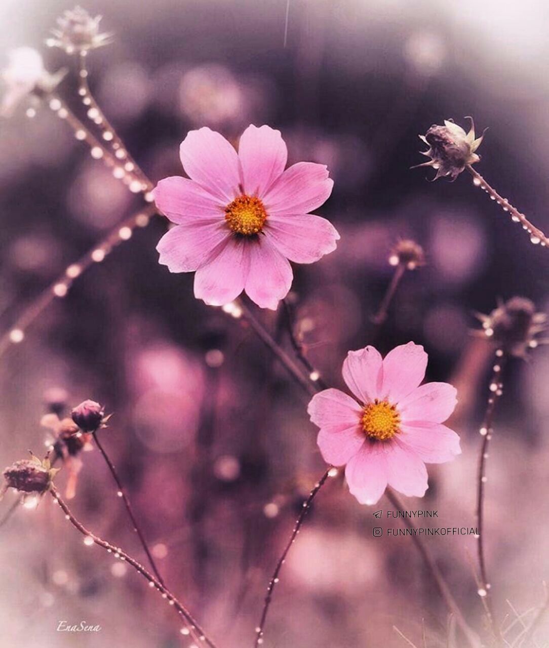 مدل رنگ روغن اورژینال